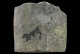 Pennsylvanian Horsetail (Calamites) Fossil - Kentucky #137711-1